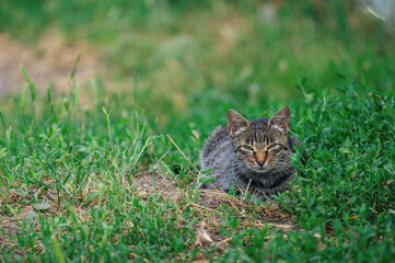 Cute gray cat with green eyes and pink nose, resting on green grass in the garden