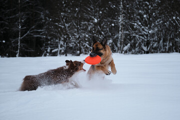 Aussie red tricolor. Sports with dogs. German Shepherd running through snow against winter forest with flying saucer in teeth and Australian Shepherd puppy is also trying to catch up with.