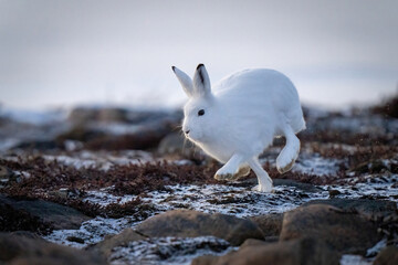 Arctic hare races past rocks on tundra