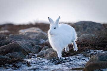 Arctic hare bounds through rocks on tundra © Nick Dale