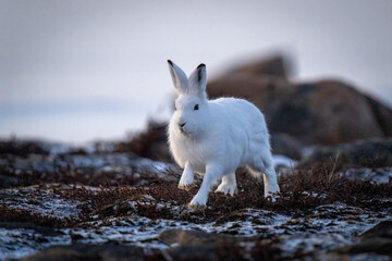Arctic hare bounds past rocks on tundra - obrazy, fototapety, plakaty