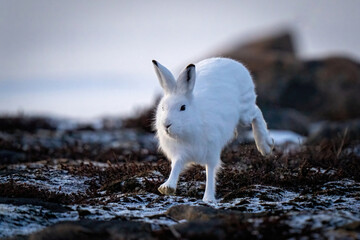 Arctic hare runs past rocks on tundra © Nick Dale