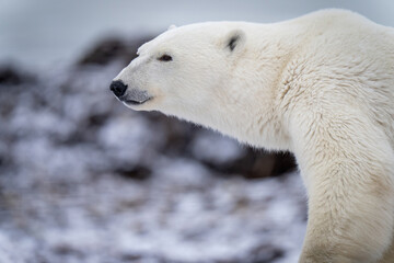 Close-up of polar bear standing facing left