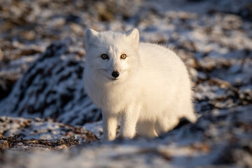 Arctic fox stands on tundra turning head