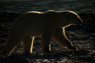 Backlit polar bear walks along rocky shore