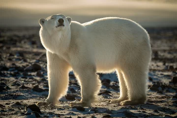 Rolgordijnen Backlit polar bear stands with eyes closed © Nick Dale