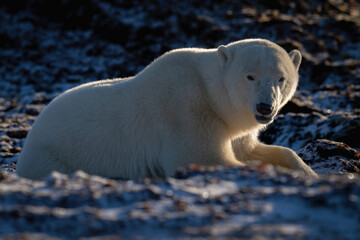 Fototapeta na wymiar Backlit polar bear lies among snowy rocks
