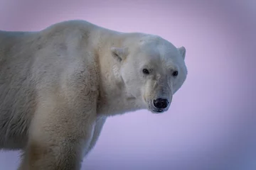 Schilderijen op glas Close-up of polar bear turning towards camera © Nick Dale