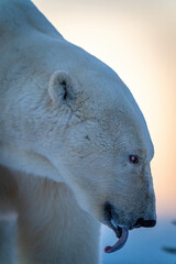 Close-up of polar bear with curled tongue
