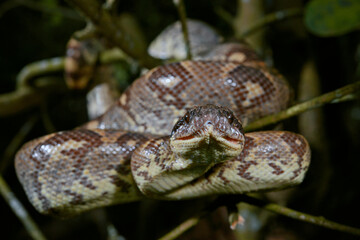 Madagascar tree boa // Madagaskar-Hundskopfboa (Sanzinia madagascariensis)