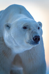Obraz na płótnie Canvas Close-up of polar bear standing lifting head
