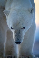 Fotobehang Close-up of polar bear holding head down © Nick Dale