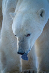 Obraz na płótnie Canvas Close-up of polar bear sticking tongue out