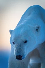 Foto op Canvas Close-up of polar bear with head lowered © Nick Dale