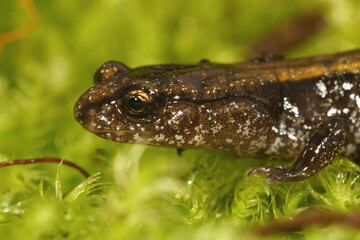 Closeup on the head of a Dunn's salamander, Plethodon duni sitting on green moss