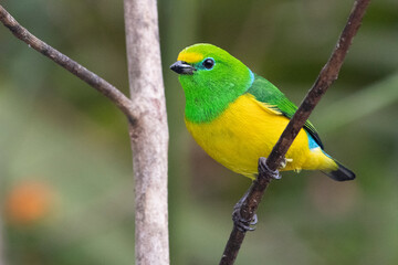 Blue-naped Chlorophonia
