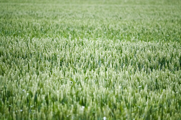 Green wheat field background