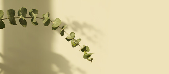 Green leaves eucalyptus branch with reflection on beige wall. Light and shadow nature horizontal copy space background.