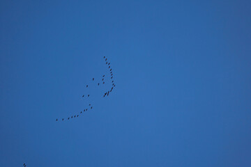 Birds flying high in sky in formation 