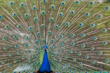 Fotobehang Portrait of a peacock on the background of an open beautiful tail. © Natalia