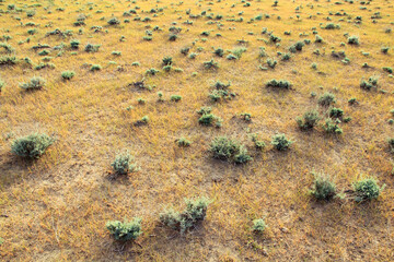The steppe is covered in places with grass bushes. Desert ladshaft of Uzbekistan.