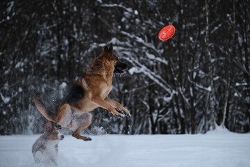 Aussie red tricolor. Sports with dogs. German Shepherd jumps in snow against background of winter forest and tries to catch flying disc and Australian Shepherd puppy looks closely.