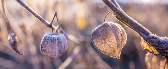 frozen plants in the winter garden