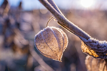 frozen plants in the winter garden