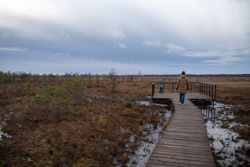 Fototapeta premium Wooden walkway on the territory of Sestroretsk swamp reserve. Saint-Petersburg. Russia