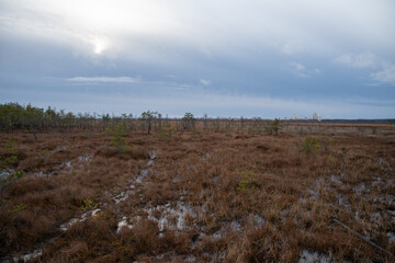 Territory of Sestroretsk swamp reserve. Saint-Petersburg. Russia