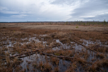 Territory of Sestroretsk swamp reserve. Saint-Petersburg. Russia