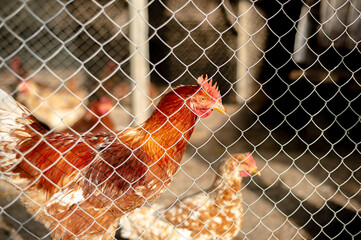 Red chickens