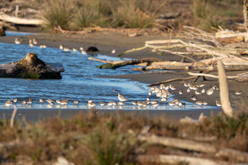 Italy, Tuscany Grosseto Marina di Alberese Natural Park Maremma, mouth of the Ombrone river, flock of pivieri on the shoreline