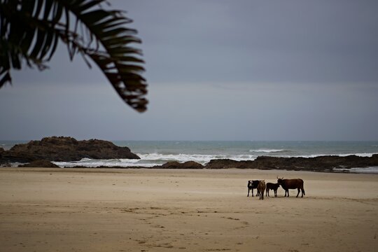 Cows on the beach at Port St Johns, South Africa.
