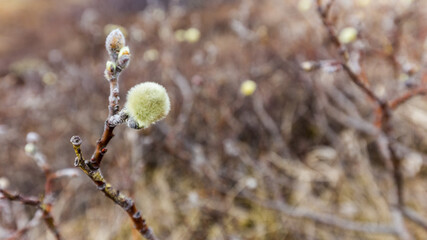 buds of willow in iceland