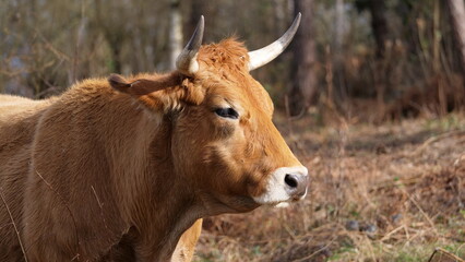 Detalle de la cabeza y cuernos de una vaca marrón de raza asturiana de los valles. Concepto ganadería extensiva.