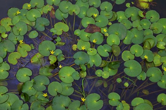 Water lily leaves floating on the surface of a pond