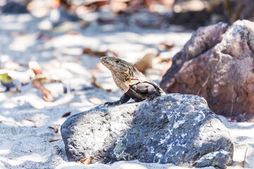 lizard on the rock