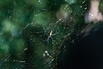 spider on web