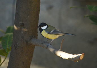 Mésange charbonnière