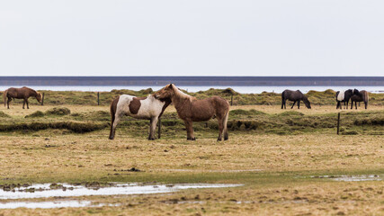 group of wild horses in iceland