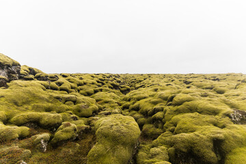 desert of moss in iceland