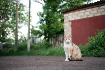 Naklejka na ściany i meble Portrait of a multicolored street cat, sitting on asphalt in the garden, in spring