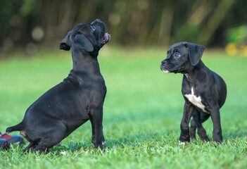Two nine week old black Boxer puppies romp and play on grass lawn