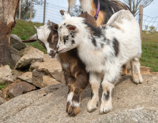 Nigerian dwarf goat nanny and kids