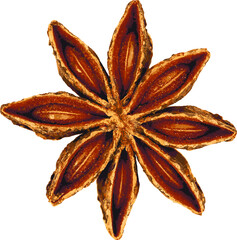 Vector drawing. Star anise. Illicium is a genus flowering plants treated as part of the family Schisandraceae.