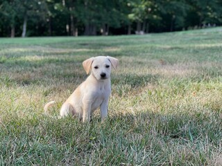 Cute dog paling in the yard