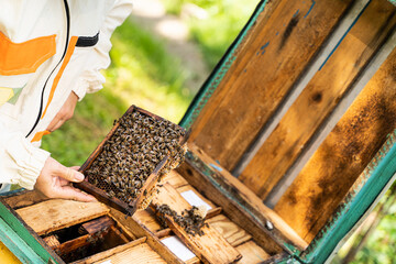 Woman beekeeper holds a wooden frame with bee bread, bees and honey. Beekeeping, apiculture, Bee colony in hive. apiary and honey making, small agricultural business and hobby