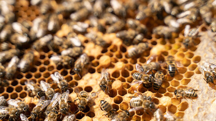 Swarming, Hive is preparing to swarm. Beekeeping, apiculture. Bee colony in hive. apiary and honey making, small agricultural business and hobby