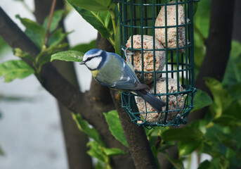 Mésange bleue